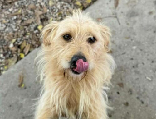 Estremamente dolce e affabile: Amleto aspetta una famiglia