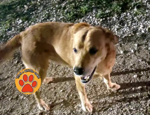 Cane tra i campi da calcio de La Foresta a Rieti. Chi lo ha perso?