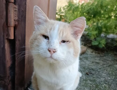 Si cerca un posticino caldo per questo gattone che deve operarsi