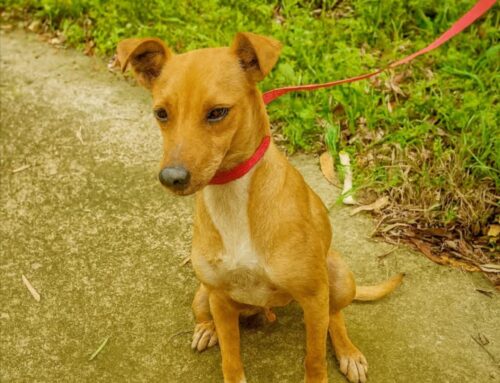 Nello cerca adozione: dolce, bello, simpatico