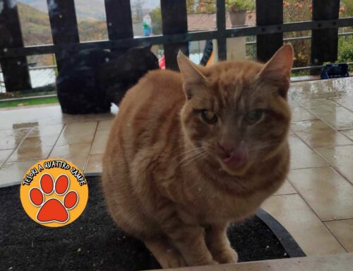 Gatto rosso entrato in un giardino privato di Coccodrillo a Vazia (Rieti)