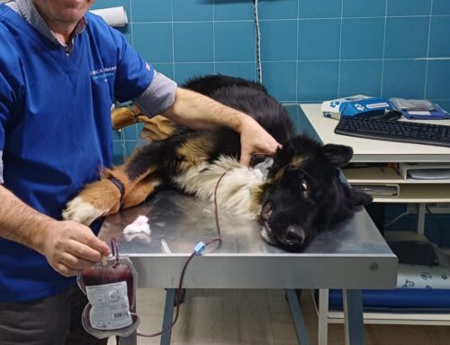 Il suo sangue ha salvato una vita. La sua può essere salvata dal tuo amore