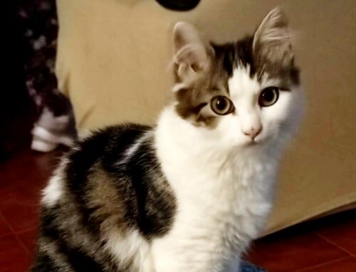 Gatto scomparso da via Benucci a Rieti