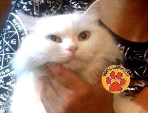 Gatta smarrita da via Aldo Moro a Rieti: la famiglia è disperata