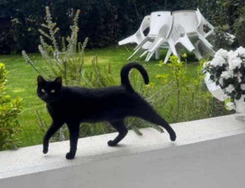 Smarrito il gatto Alma dalla zona Residenziale di Rieti