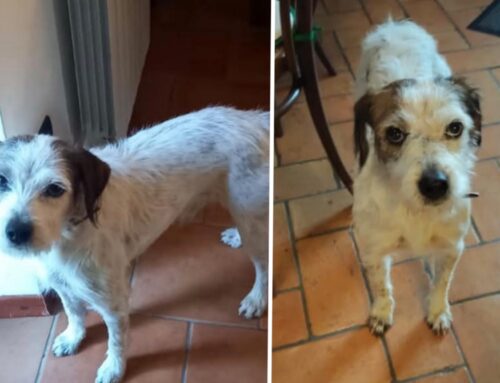 La sua mamma è volata in cielo e lui è rimasto solo