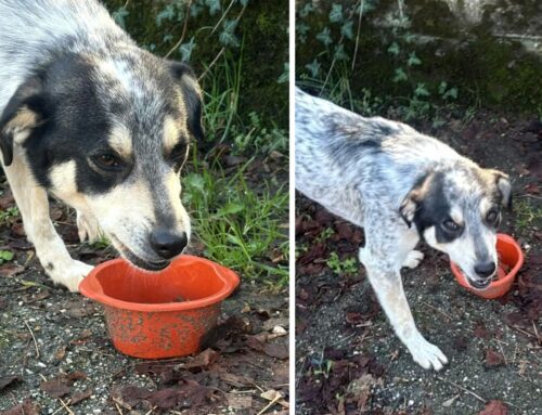 Cane affamato e vagante a Madonna del Cuore: chi lo ha smarrito?