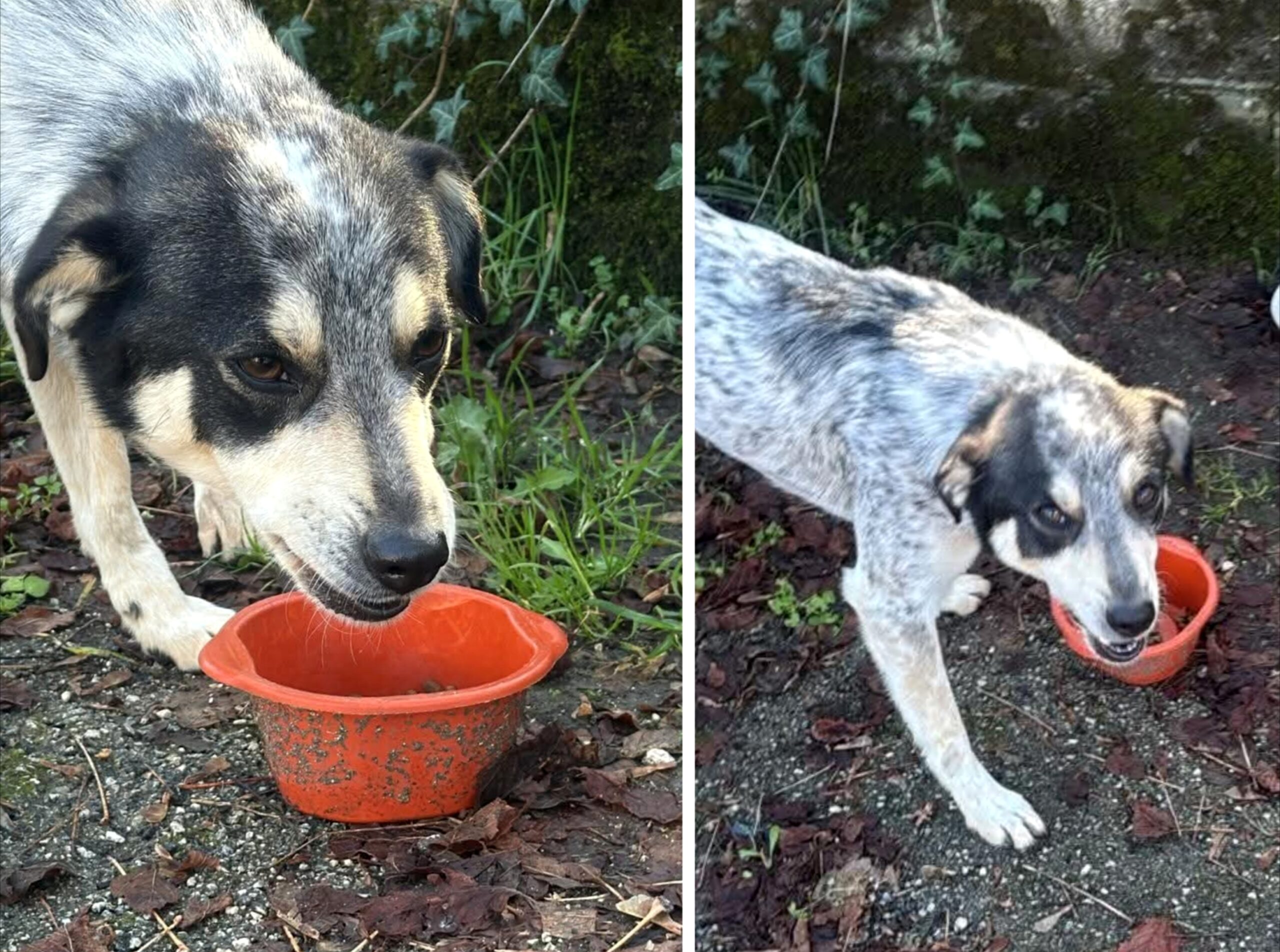 Polish_20251128_095903413