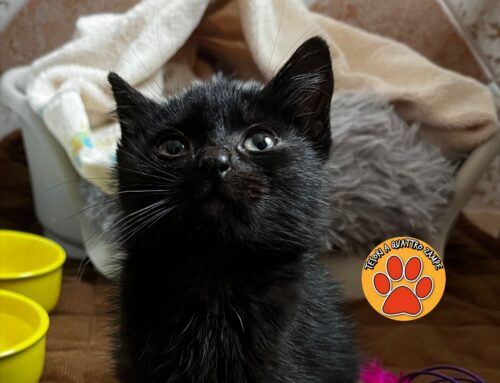 Splendido gattino nero brama una famiglia