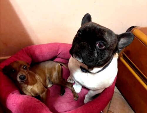 Scomparsi da una settimana da Collevecchio (Rieti – Lazio)