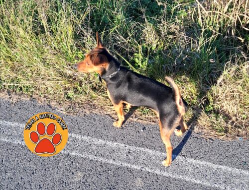 Segnalato vagante zona via Velinia (Rieti)