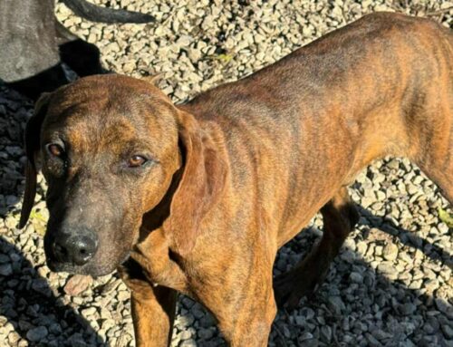 Sansone, bravissimo al guinzaglio e amante delle coccole