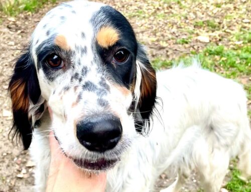 Ti aspetto nel freddo box. Mi trovo nel Canile di Gubbio (Umbria) e spero in una adozione