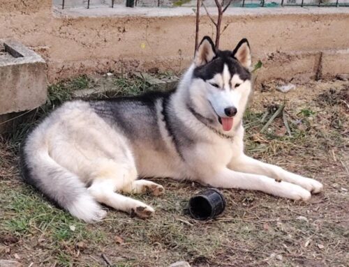 Akira è scappata zona Poggio Moiano, chi l’ha vista o presa?