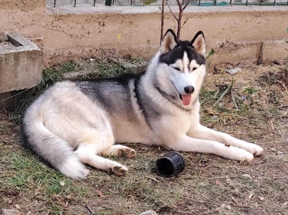 cane_akira_maria_laura_sciarpelletti