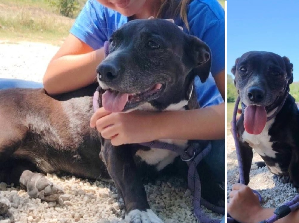 cane_amos_cagnolino_oasi_di_brenda