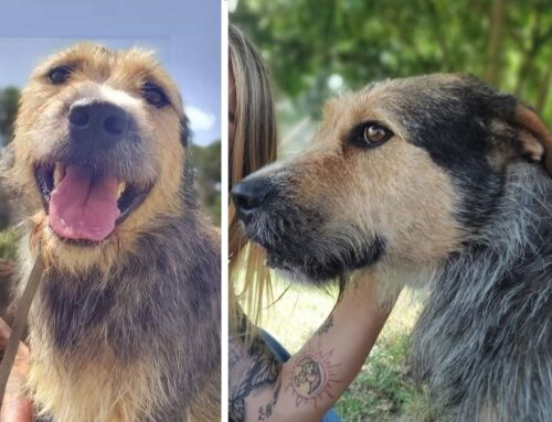 Bones è uno splendido orsacchiotto taglia media di quattro anni e mezzo