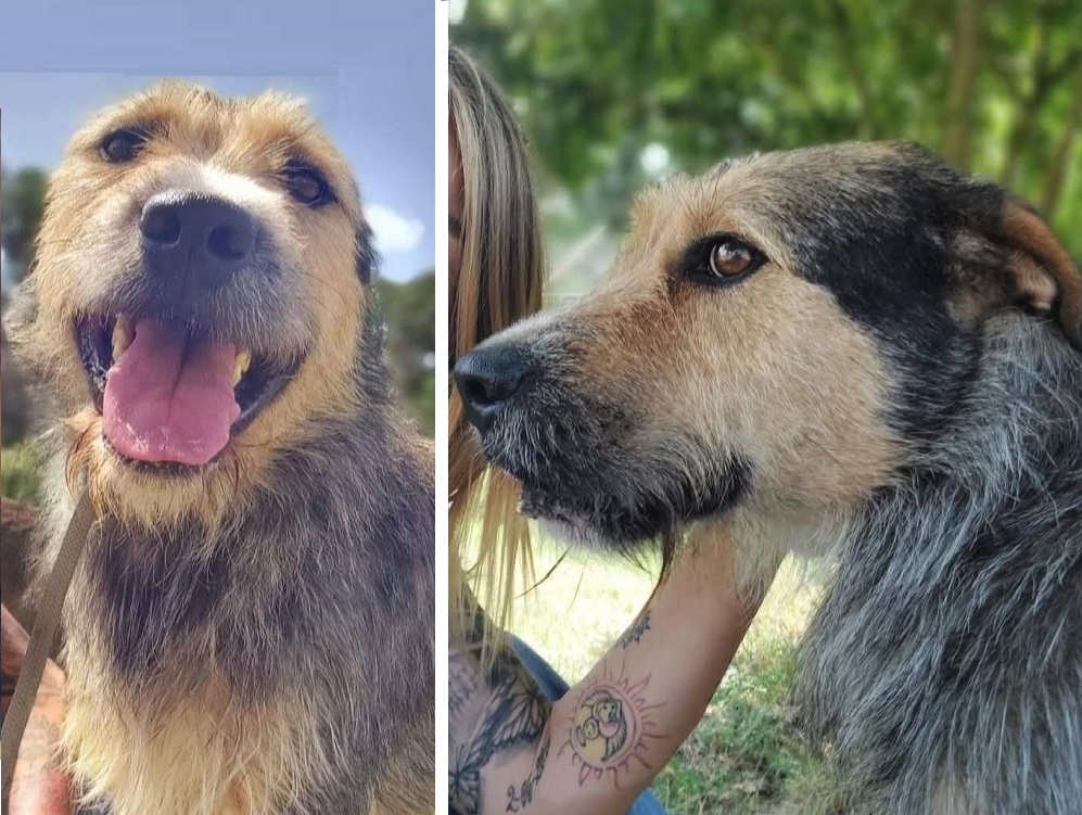 cane_bones_oasi_di_brenda