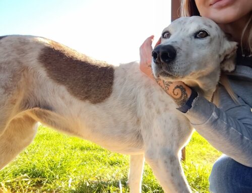 Pacata e dolce: Cremina (10 anni) è una meravigliosa cagnolina in cerca di adozione