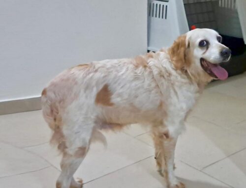 Le volontarie di Gubbio cercano adozione per la piccola Giuli