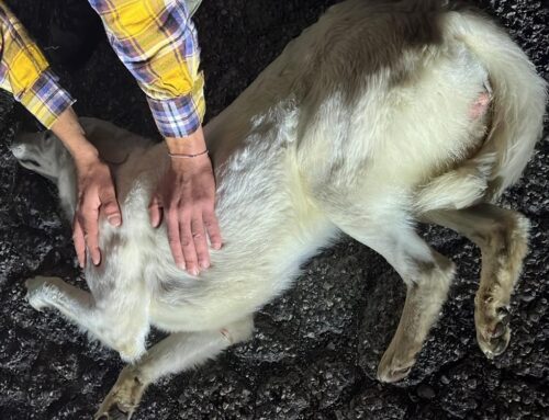 Cagnolina investita, ora in clinica. Preghiamo per lei