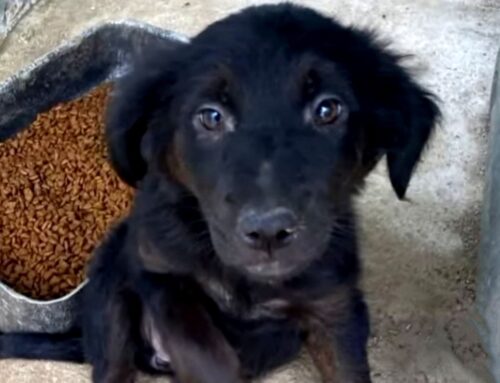 Nuova vita per Liquirizia: adottata