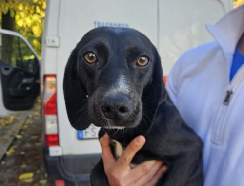 Cagnolina recuperata a Rieti in via Liberato di Benedetto