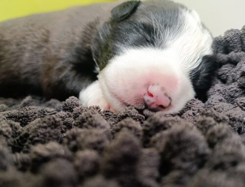 Trovati nel secchio dell’immondizia sette cagnolini appena nati