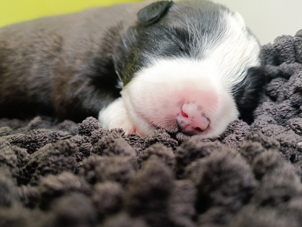 cane_cagnolini_amici_di_fiocco