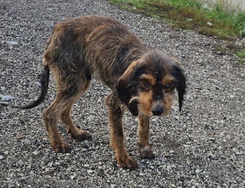 Addio al piccolo Spino, ospite del Canile di Rieti. E’ volato sul Ponte dell’Arcobaleno senza aver conosciuto una famiglia