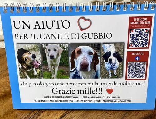 Anche i cagnolini del Canile di Gubbio protagonisti di un calendario: il ricavato sarà devoluto ai pelosetti senza casa