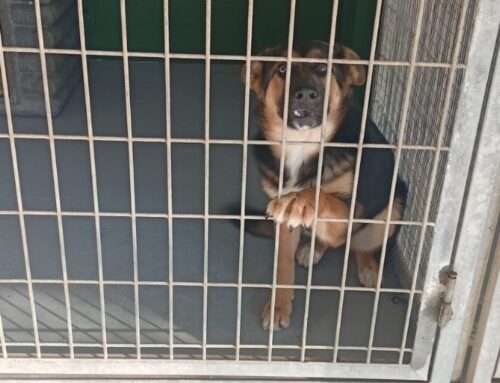 Beth è tornata in canile. E’ rientrata nel box piangendo e tremando