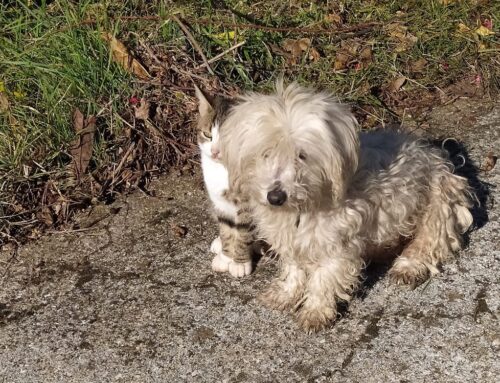Montopoli di Sabina, due amici con la coda fermi davanti un’abitazione: cane e gatto smarriti