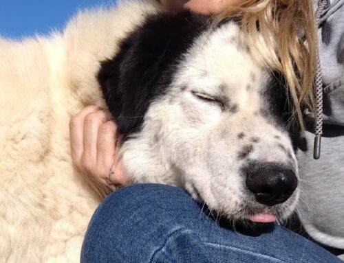 Ho solo bisogno di una famiglia