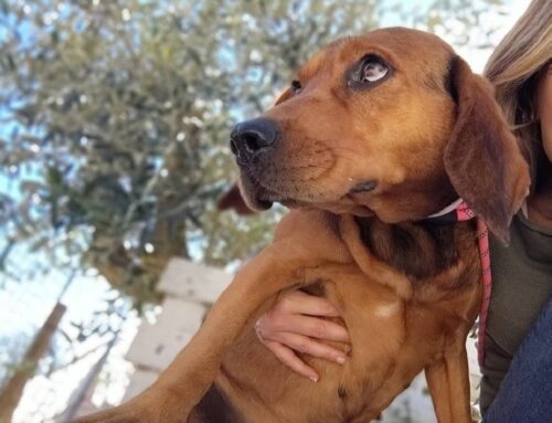 Gilda cerca casa. La aiutiamo con tante condivisioni?