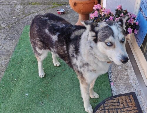 Femmina di Husky stanziante in strada ad Osteria Nuova, di chi è?