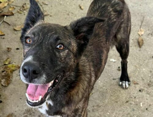 Il simpaticissimo Matt da Teramo vorrebbe essere adottato