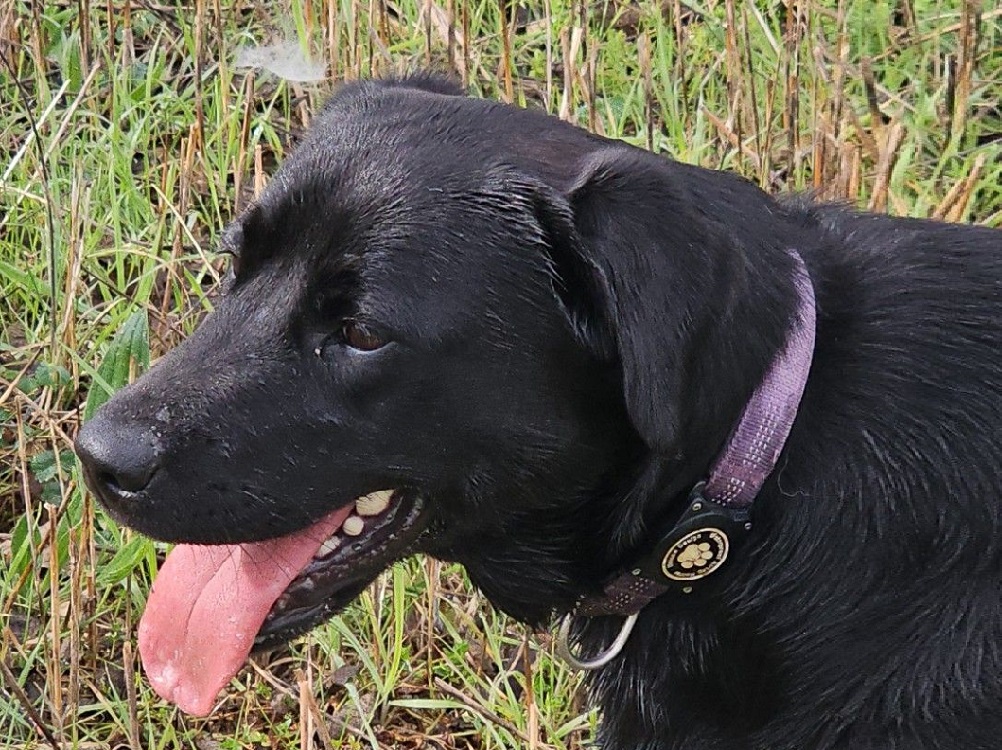 cane_nero_contigliano_stazione_stefano_salvatori