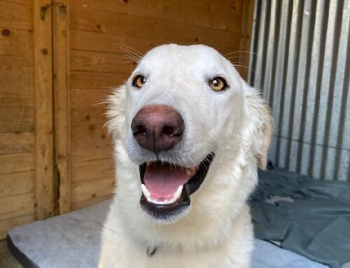 Nova, la cagnolina investita ed operata in Sabina sta meglio