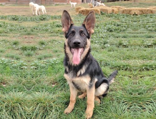 Sissi è la splendida cucciola di Pastore Tedesco che vedete in foto: cerca adozione. Ha solo 4 mesi