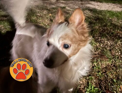 Cagnolino vagante a Quattro Strade (Rieti) zona Chiesa