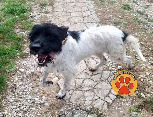 Tornato a casa il cagnolino vagante al bivio di Cantalice lo scorso 31 ottobre