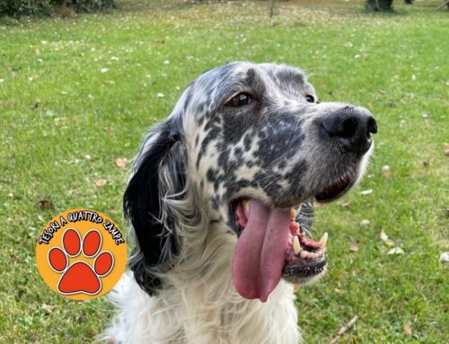 Smarrito Ivan da Contigliano