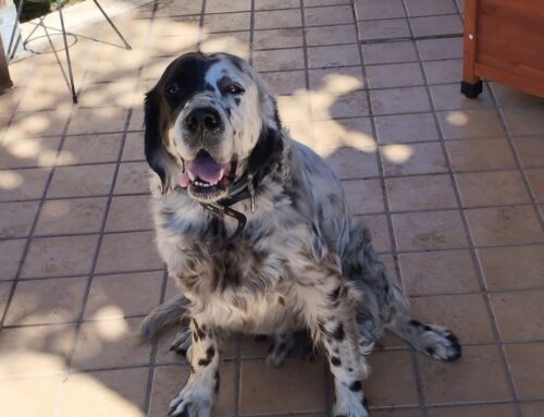 Martina ha smarrito Kim, il suo Setter Inglese, chi lo ha visto o fermato?