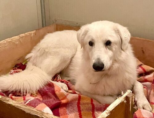 Totò da Gubbio (Umbria), ha 2 anni ed è un cane bellissimo