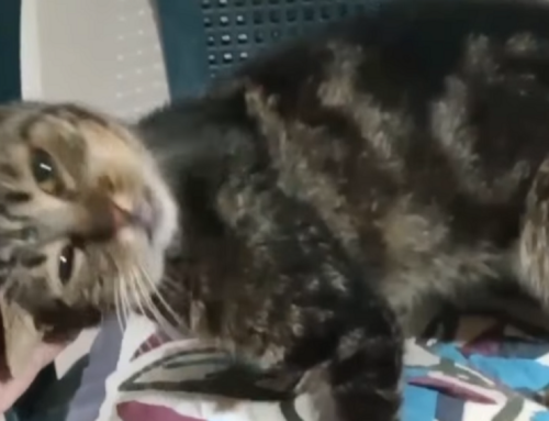 Gatta anziana e in gravi condizioni salvata dalla strada: serve aiuto con cibo Renal e donazioni libere