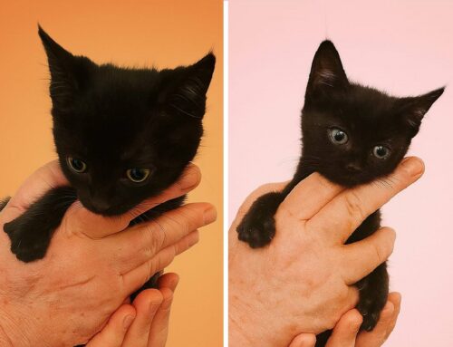 Si cerca adozione per Luna e Ombra