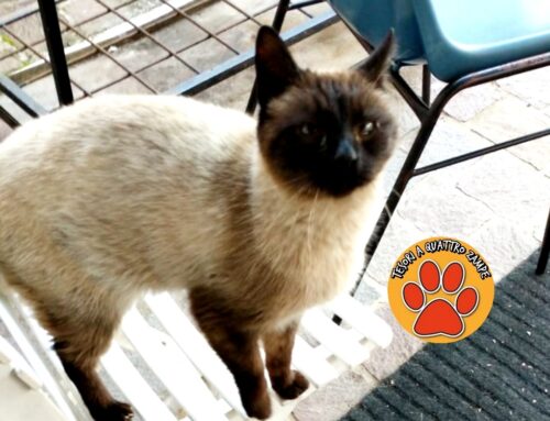 Arianna: Aiutatemi a ritrovare la mia gatta smarrita a Piazza Tevere