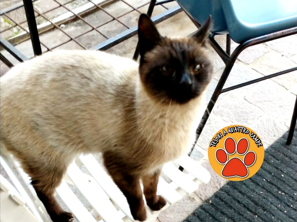 gatto_gatta_arianna_lattanzi