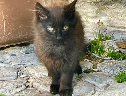 Ultimo micino da Poggio Moiano cerca casa. Quanto è bello?